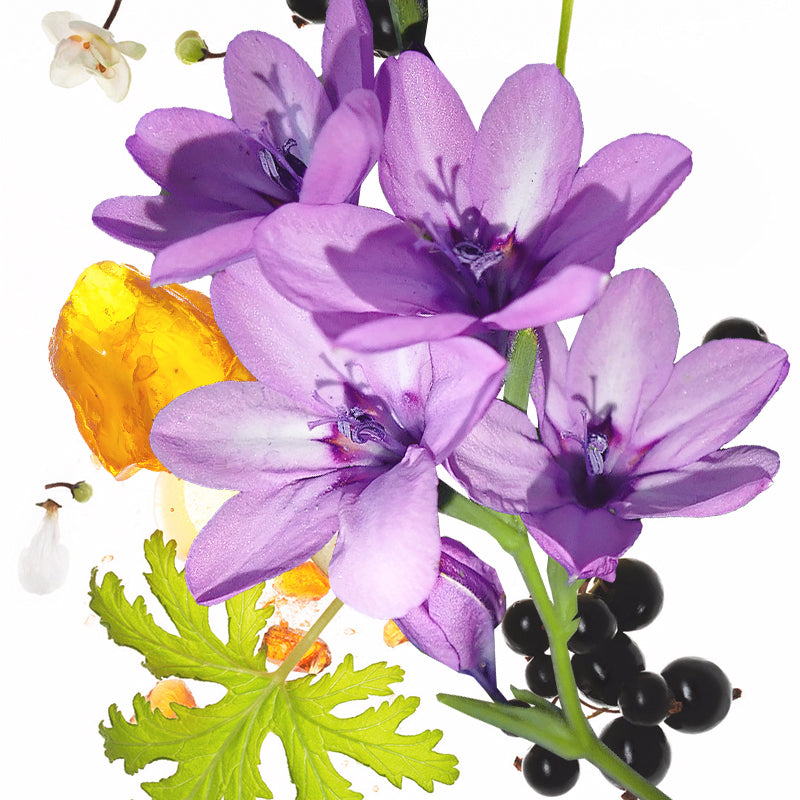 50Ml KOEC Moon Violet Ungu Aro - Perfume Fragrance Moisturizer ulasan dan harga